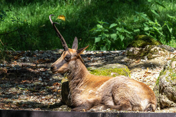 Apennine chamois, Rupicapra pyrenaica ornata, is living in Italy and Spain