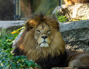 The lion, Panthera leo is one of the four big cats in the genus Panthera