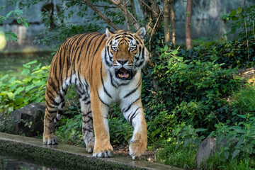 The Siberian tiger,Panthera tigris altaica in a park