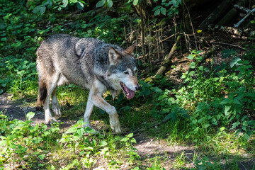 European Grey Wolf, Canis lupus in a german park