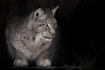 Curious gray-haired lynx sideways with a sly look looks curiously to the side