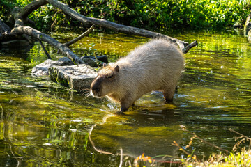 Capybara, Hydrochoerus hydrochaeris grazing on fresh green grass
