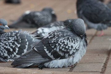 Sleeping city pigeon on the sidewalk.