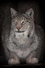 Fototapeta na wymiar Calm and confident gray-haired beauty lynx with orange eyes d