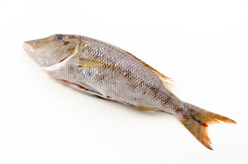 タマン（ハマフエフキダイ）