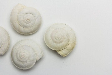 Conchas de caracol abandonadas