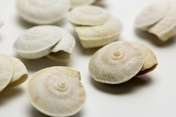 Conchas de caracol abandonadas