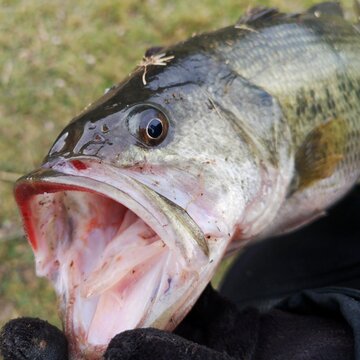 p&ecirc;che au carnassier - black-bass