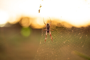 spider on the web
