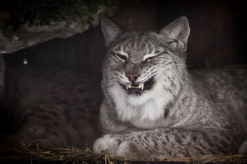 Toothy grin of a lynx after a cruel joke, or after a yawn