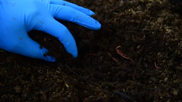 Organic fertiliser with worm.