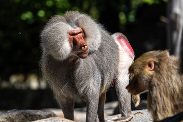 The hamadryas baboon, Papio hamadryas is a species of baboon