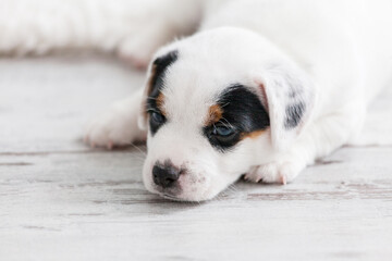 Newborn puppy sleeping