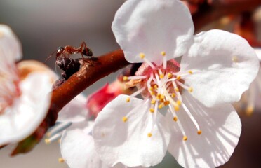 Red ant sitting on a blossoming plum tree twig among white flowers. Ant on a blooming prune tree macro closeup.