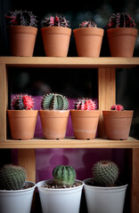 stack of cactus pot on wooden shelf