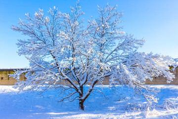Fototapeta na wymiar branches in winter season with fresh fallen snow
