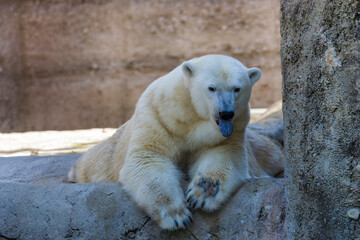 Fototapeta premium A polar bear lies quietly on a rock