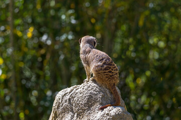 A meerkat digs in the sand