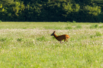 Young roe deer in a meadow