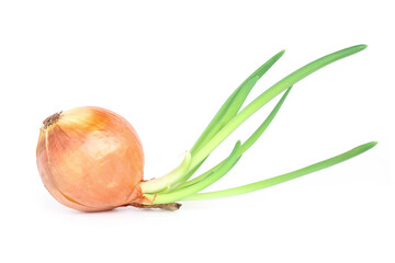 Fresh onion bulbs isolated on white background.