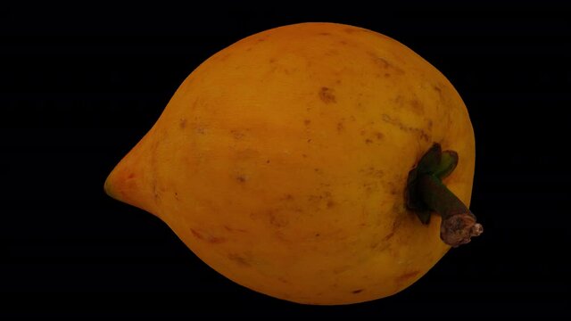Realistic render of a rotating Canistel (Eggfruit, Tisa) on transparent background (with alpha channel). The video is seamlessly looping, and the 3D object is scanned from a real canistel.
