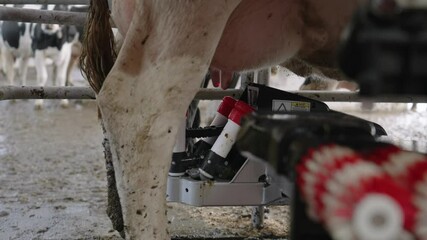 Teat Cup Shells Attach One By One Into The Udders Of The Dairy Cattle. close up
