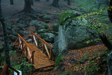 Rainy day in the forest
