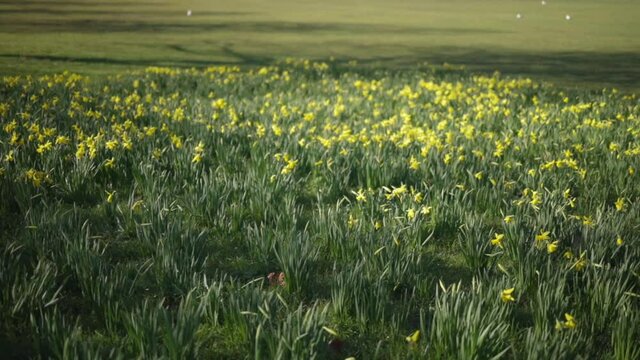 Wide shot moving past field of daffodils blowing in the breeze in springtime UK