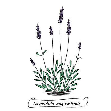 コモンラベンダー Images Browse 24 Stock Photos Vectors And Video Adobe Stock コモンラベンダー Images Browse 24 Stock Photos Vectors And Video Adobe Stock