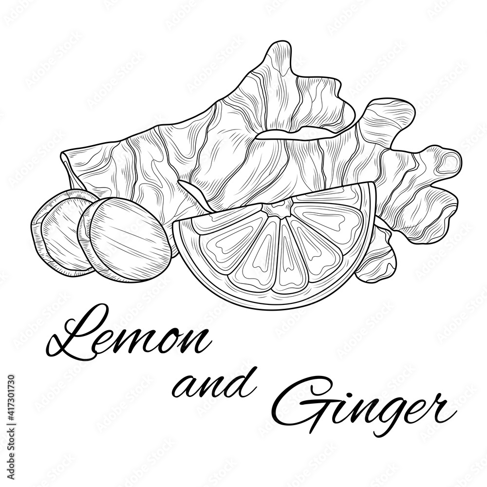 Wall mural ginger and lemon sketch with inscription.black and white drawing.coloring page