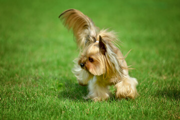 Yorkshire terrier long hair runnin on green meadow in park