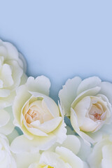 White roses on a blue background. Beautiful floral background. Blurred image. Selective focus.