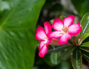 close up of a pink flower with a side angle and has a leaf under it