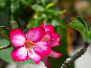 close up of pink flowers at a side angle in a beautiful garden