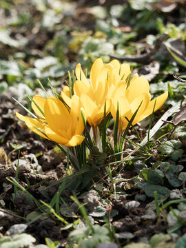 (Crocus vernus) Fr&uuml;hlings-Krokus oder Fr&uuml;hlings-Safran mit gelbe Bl&uuml;te zwischen grasartig und schmal Laubbl&auml;tter mit einem wei&szlig;en Mittelnerv 
