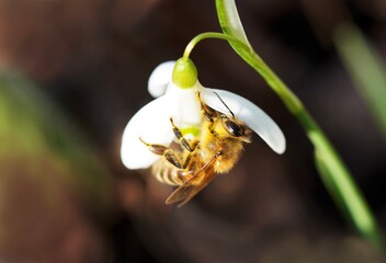 Biene sammelt Nektar am Schneeglöckchen. Nahaufnahme einer Biene bei Sonnenlicht. © Elly Miller