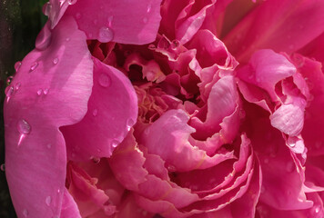 Big blooming pink peony flower in dew drops, springtime symbol, close up.