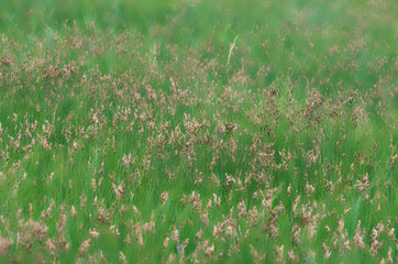 Out of focus meadow green grass field. Natural herb background with blurred bokeh. Blur greenery nature defocused background. Abstract summer wallpaper.