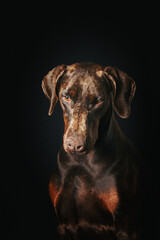 doberman brown isolated on black background