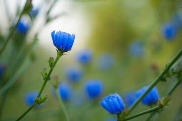 Cichorium. blue wildflowers, natural floral background. Wild chicory flowers, close-up, blurred...