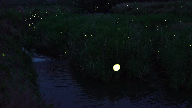 蛍の乱舞を高感度ビデオ撮影 ティルトアップ