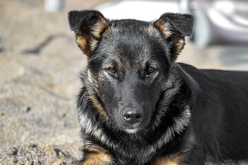 A black sheepdog puppy lies on the sand. A sunny autumn day is a front view.