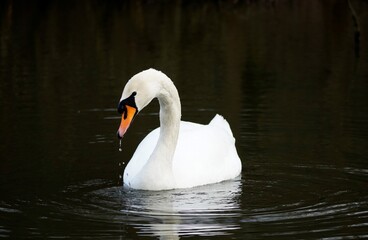 Schwan im Naturschutzgebiet Am Tibaum in der Nähe von Hamm. Weißer Schwan vor dunklem Hintergrund.
