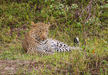 Leopard female resting in the heat of the Masai Mara