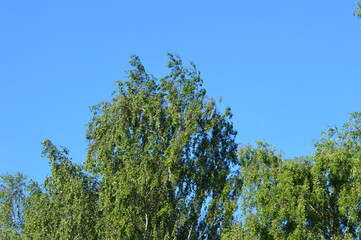 birchand blue sky