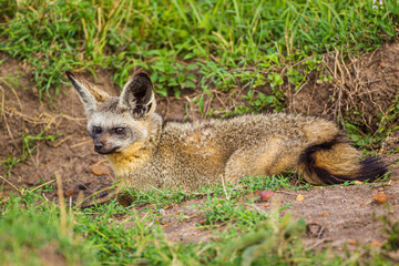 Naklejka na ściany i meble Bat-eared Fox resting at the mouth of its den