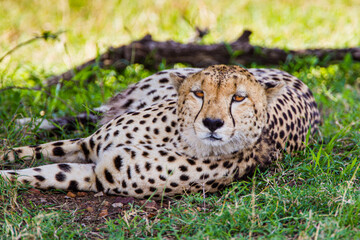 Cheetah lying in the shade on a hot afternoon in Kenya's Masai Mara