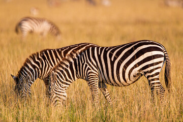 Fototapeta na wymiar Two Burchell's Zebra grazing on the grass of the Masai Mara