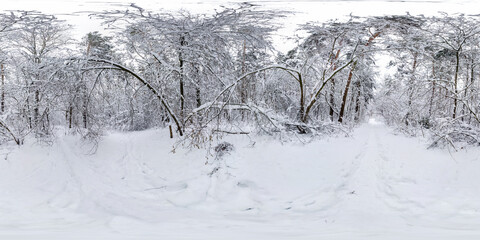 Winter full spherical hdri panorama 360 degrees angle view on path  in snowy pinery forest  in...