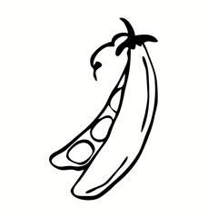 single vector illustration of a pea pod. Lines art legumes green peas